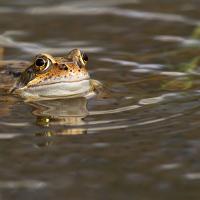 Common Frog 8 